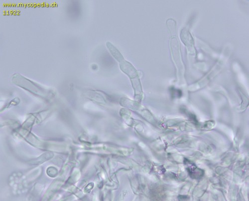 Hyphodontia microspora - 