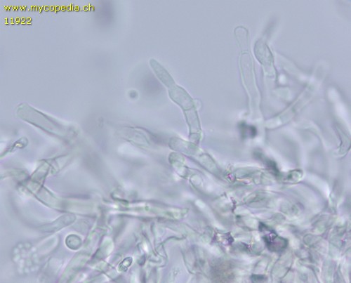 Hyphodontia microspora - 