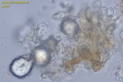 Peniophora lycii - Lamprozystiden - 