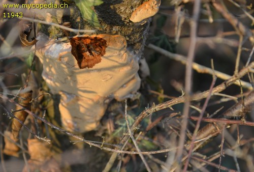 Phellinus punctatus - 