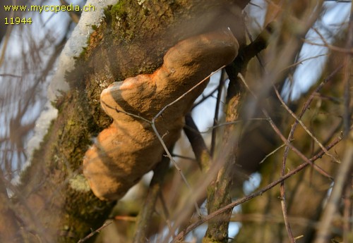 Fomitoporia punctata - 