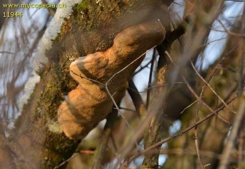 Phellinus punctatus - 