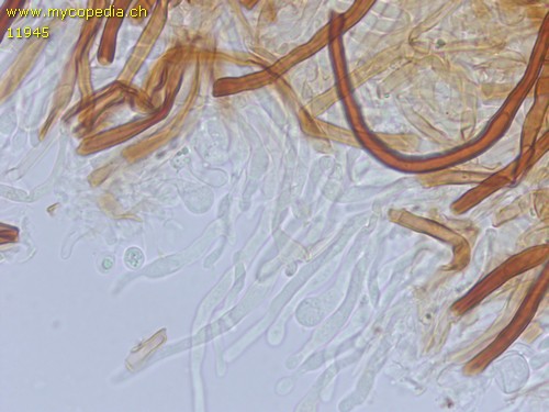 Fomitoporia punctata - Basidien - 