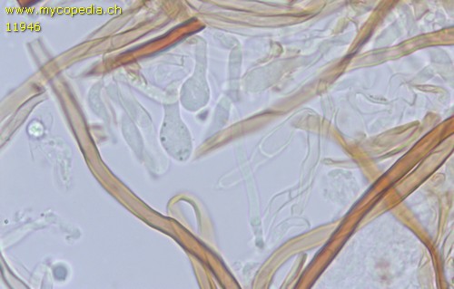 Fomitoporia punctata - Basidien - 