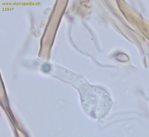 Fomitoporia punctata - Basidien - 