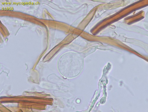 Fomitoporia punctata - Zystidiole/n - 