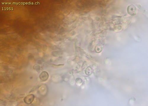 Fomitoporia punctata - Spore/n - 