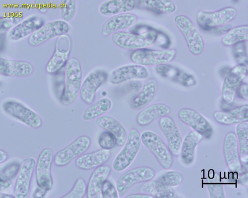Exidia nigricans - Spore/n - 