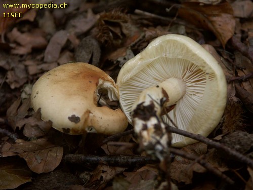 Zhuliangomyces ochraceoluteus - 