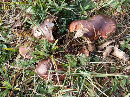 Tricholoma pessundatum - 