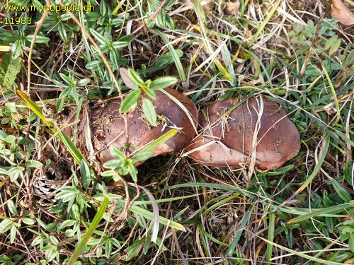 Tricholoma pessundatum - 