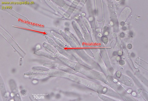 Phialosporen - 
