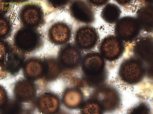 Elaphomyces granulatus - 