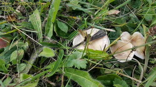 Clitocybe rivulosa - 