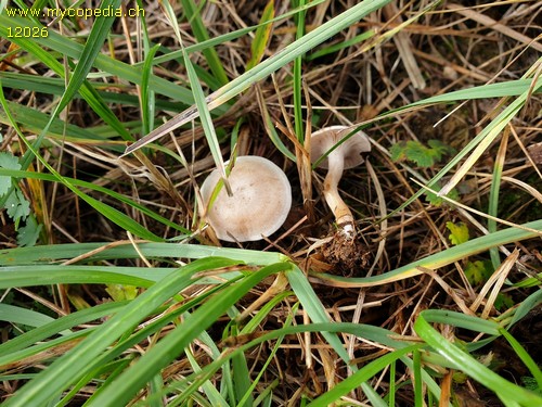 Clitocybe rivulosa - 