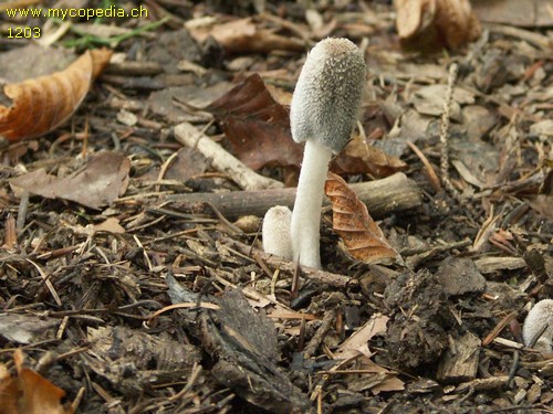 Coprinopsis lagopus - 