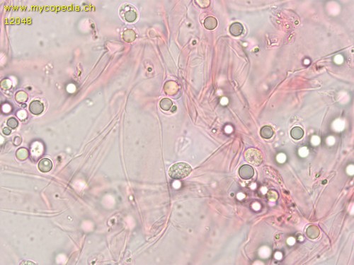 Mycena vitilis - 