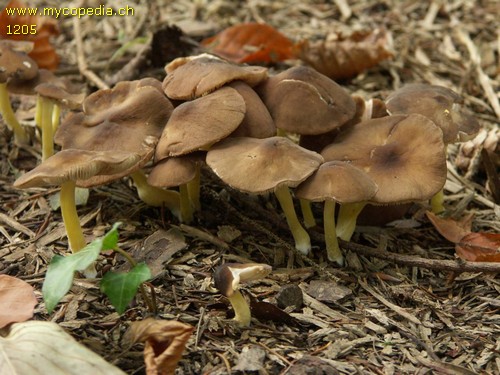 Pluteus romellii - 