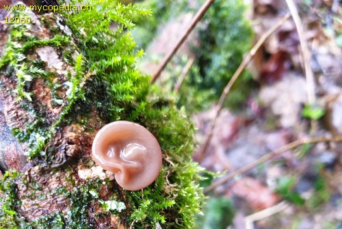 Auricularia auricula-judae - 