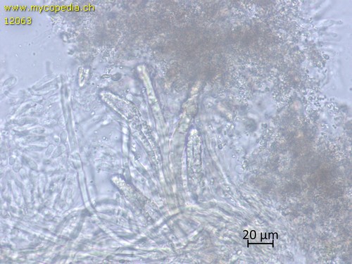 Steccherinum robustius - 