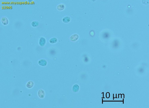 Steccherinum robustius - Sporen - Patentblau  - 