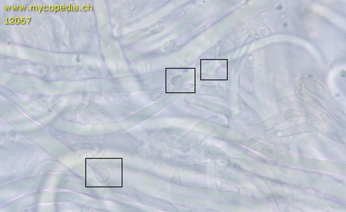 Steccherinum robustius - Hyphen mit Schnallen - 