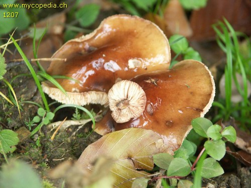 Tricholoma ustale - 