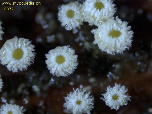 Capitotricha bicolor - 