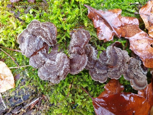 Auricularia mesenterica - 