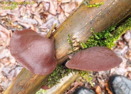 Auricularia auricula-judae - 