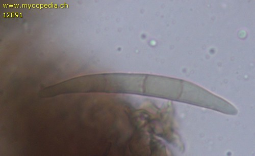 Melogramma campylosporum - Spore/n - Melzers  - 