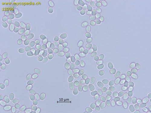 Xylodon nudisetus - Sporen - Melzers  - 