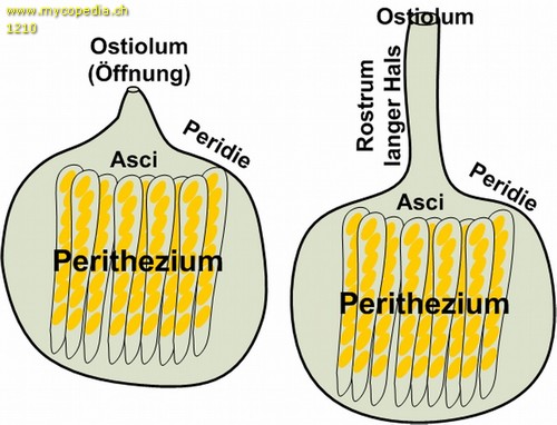 Perithecium - 