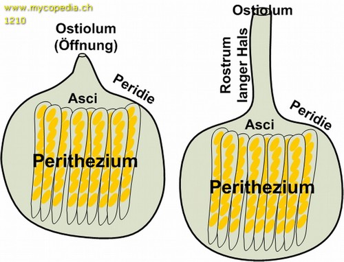 Perithecium - 