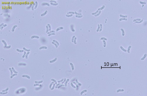 Plicaturopsis crispa - Sporen - Wasser  - 