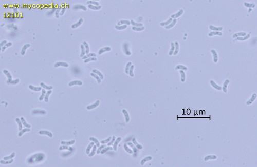 Plicaturopsis crispa - Sporen - Wasser  - 