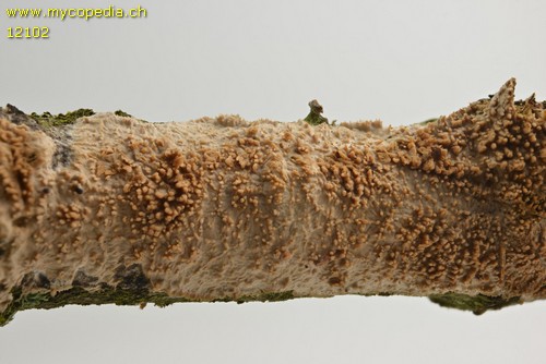 Radulomyces molaris - Bestimmungshilfe - 