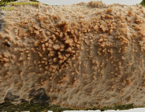 Radulomyces molaris - 