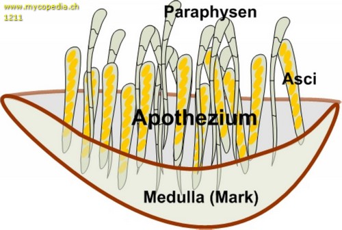 Apothecium - 