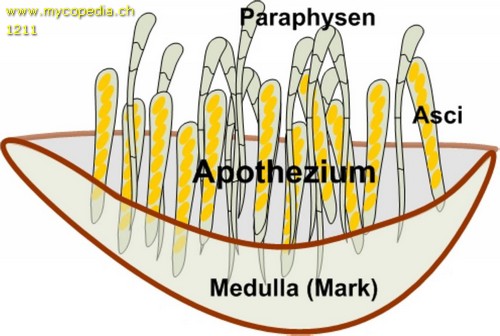 Apothecium - 