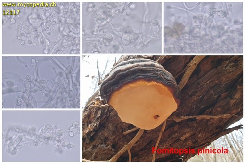Fomitopsis pinicola - 