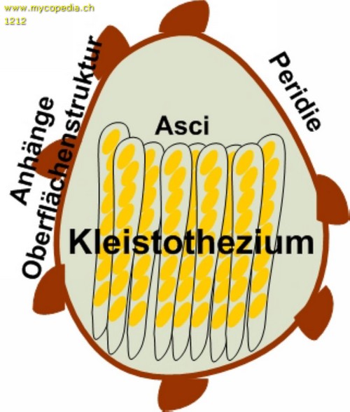 Kleistothecium - 