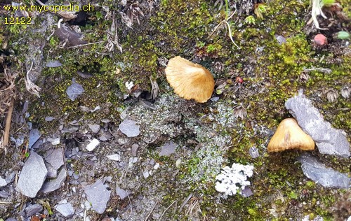 Pseudosperma flavellum - 