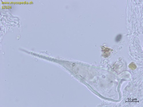 Peniophora pithya - 