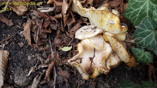 Tricholoma scalpturatum - 