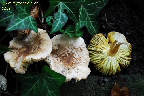 Tricholoma scalpturatum - 