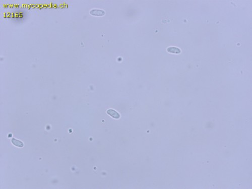 Crystallicutis serpens - Spore/n - 