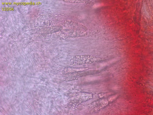 Phlebiopsis gigantea - Lamprozystiden - 