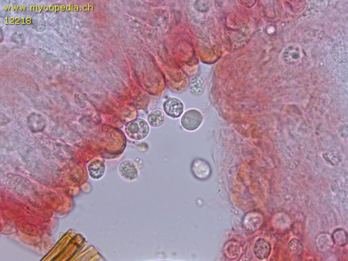 Radulomyces confluens - Sporen - 