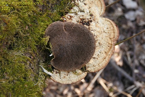 Daedaleopsis confragosa - 